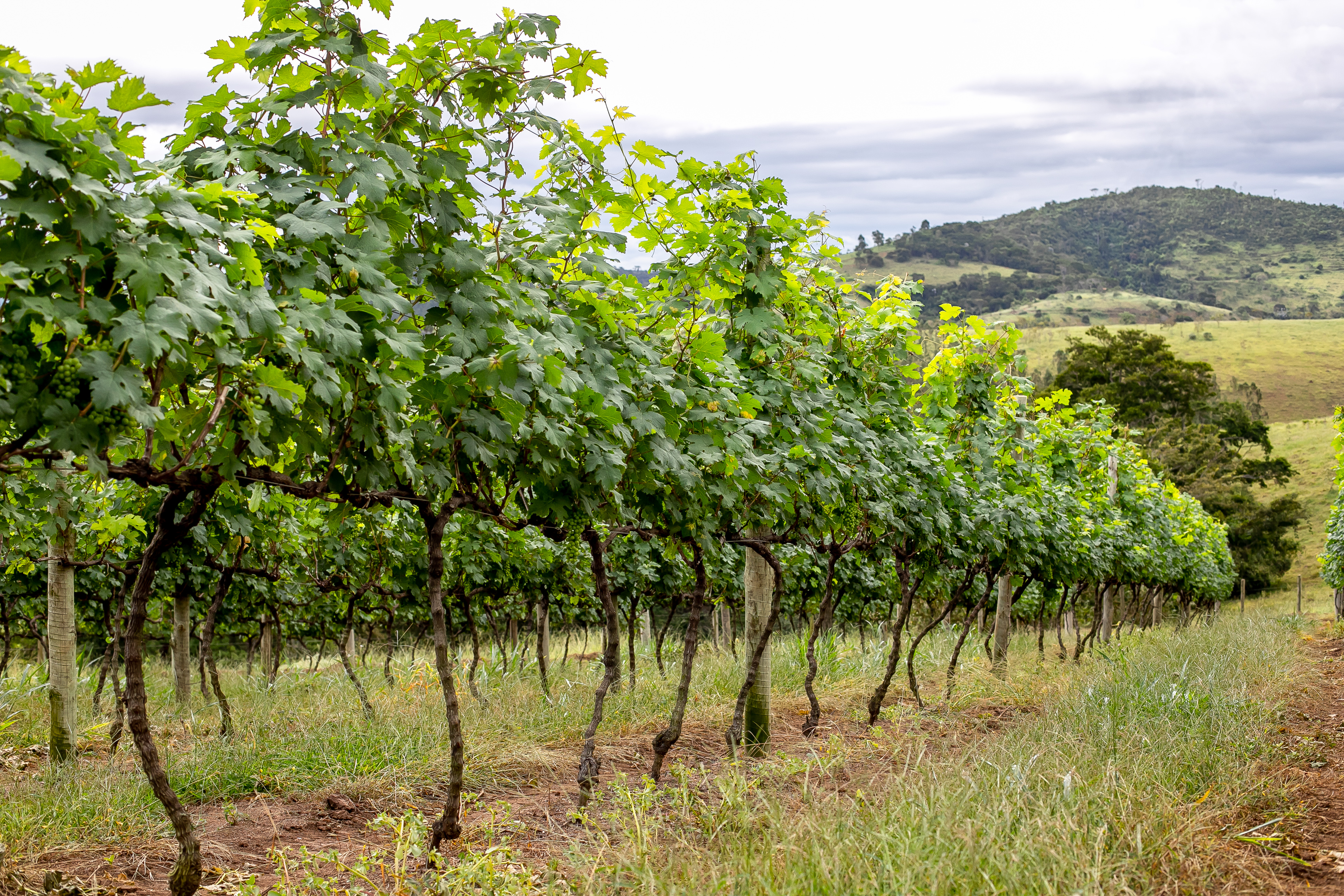 Vinhedo e Cacho de Uvas