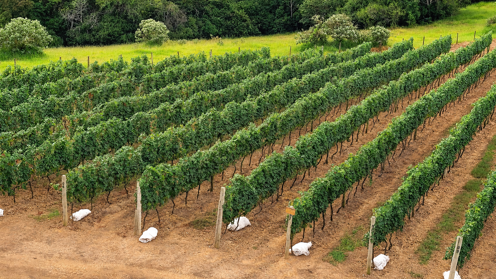 Cacho de uvas no vinhedo